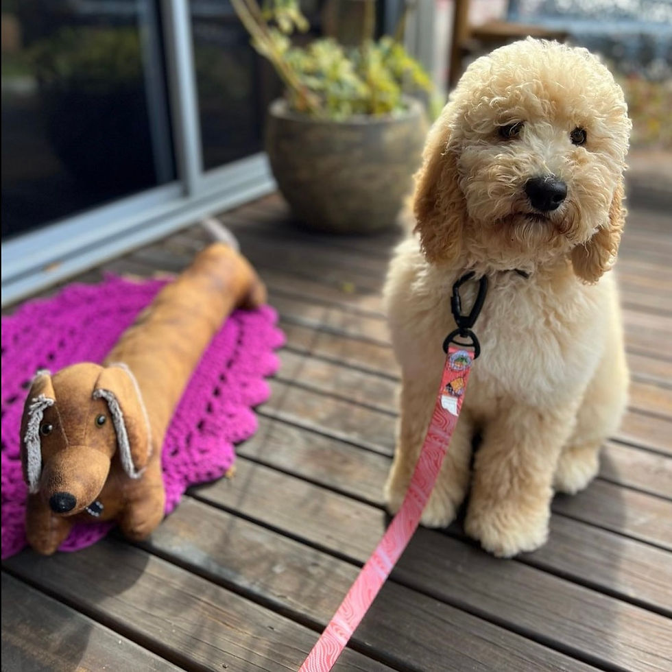 Puppy for sale near me; Gold Coast, Brisbane, Ipswich, Redland, Sunshine Coast, Queensland