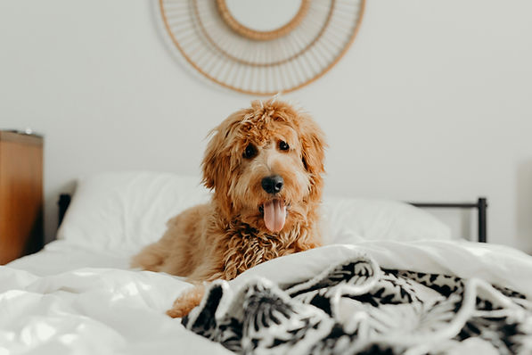 brooke-cagle-szzLdR9800c-unsplash.jpg