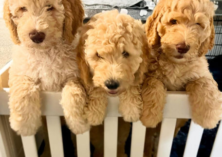 three groodle puppies; litter of groodle puppies; poodle-mix; hybrid dogs; responsible breeder