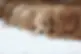 ALL-PUPS-CR.webp