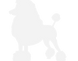 Poodle_edit