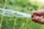 watering the yard with hose
