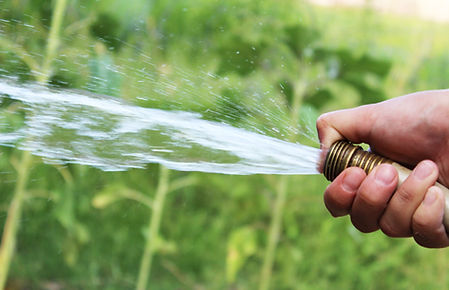 Plants Watered