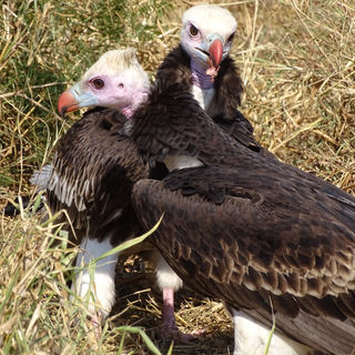 VULTURES.JPG