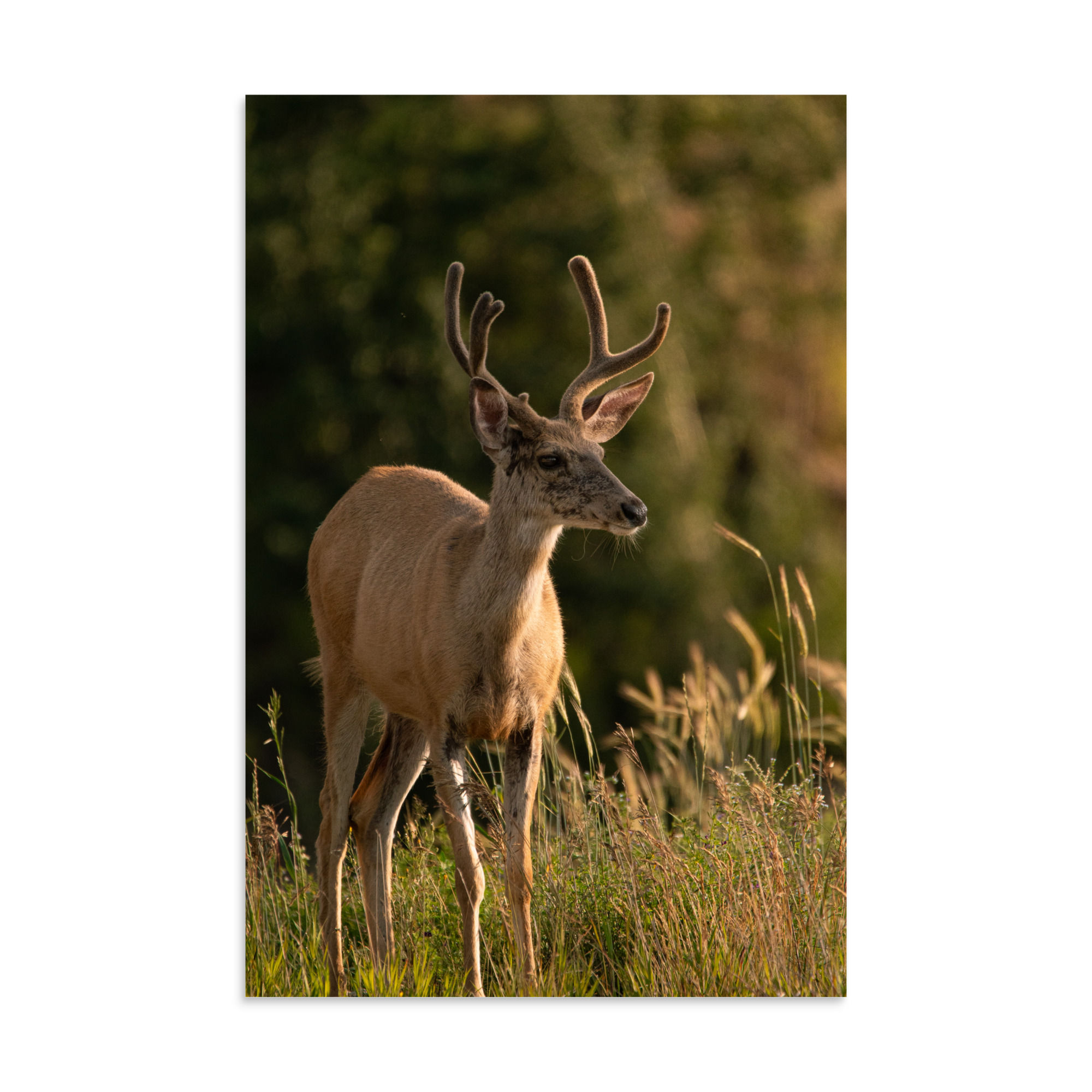 Spring Buck