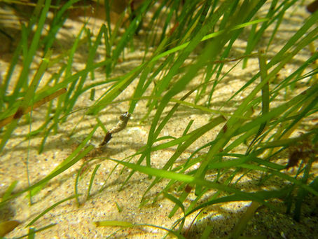 Revegetation Strategies for Pioneer Seagrass