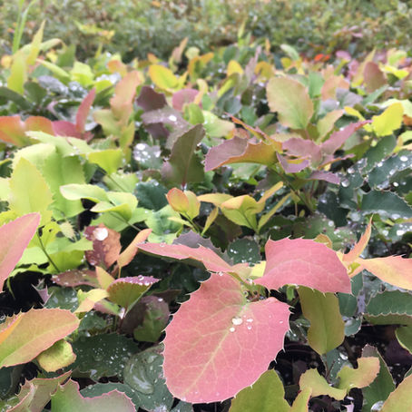 March Featured Plant -         Oregon Grape