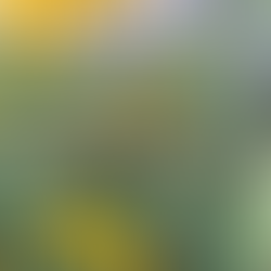 Light Song Gardens - Urban Meadow Gardens in Helena, MT