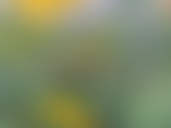 Light Song Gardens - Urban Meadow Gardens in Helena, MT