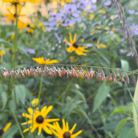 Light Song Gardens - Urban Meadow Gardens in Helena, MT