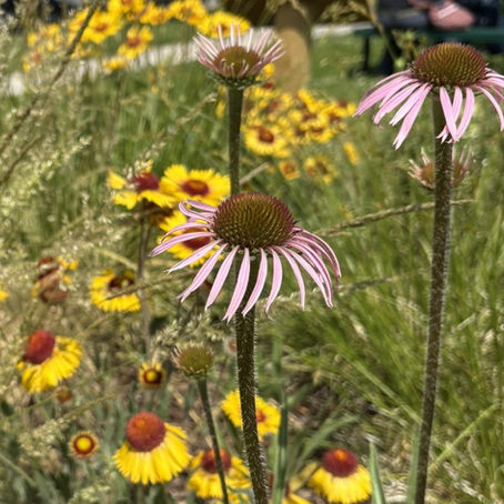 Featured Plant - Purple Coneflower