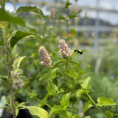 Featured Plant - Nettleleaf Giant Hyssop
