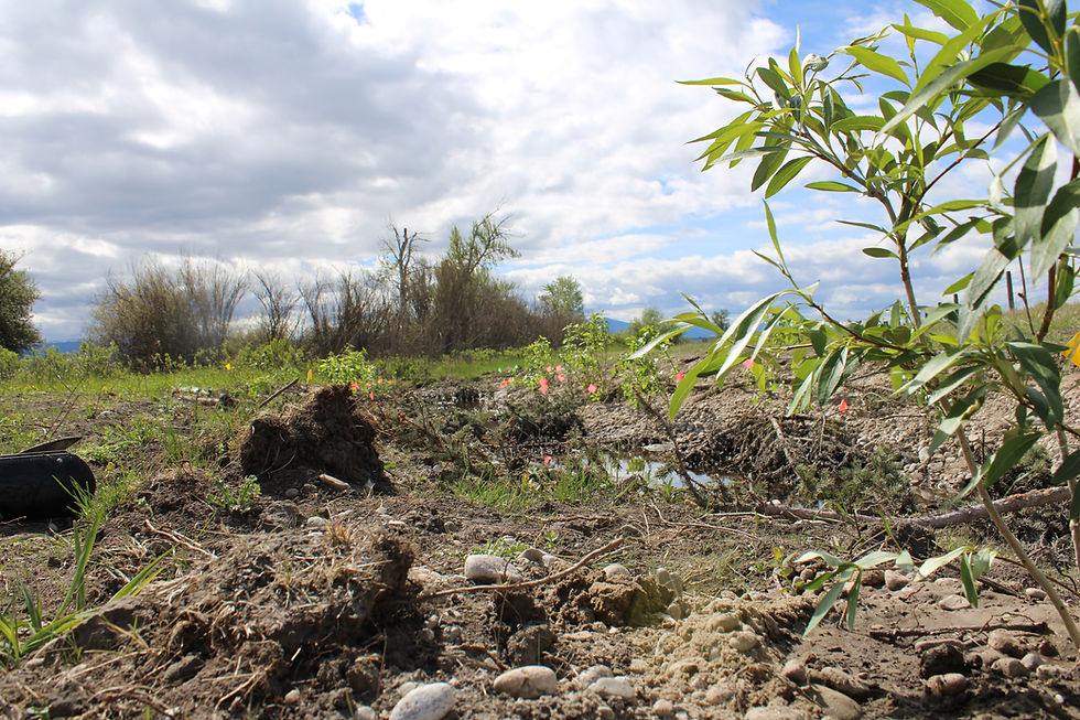 Stream Channel Revegetation in Stevensville, MT
