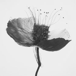 PHYSIS > PROJET NUMÉRIQUE EN CHANTIER!