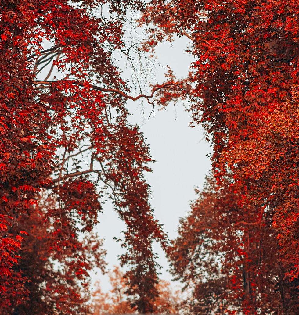 How to Fall in Love in Kashmir