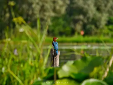 Kashmir's Natural Wonders: Lakes, Mountains, and Gardens