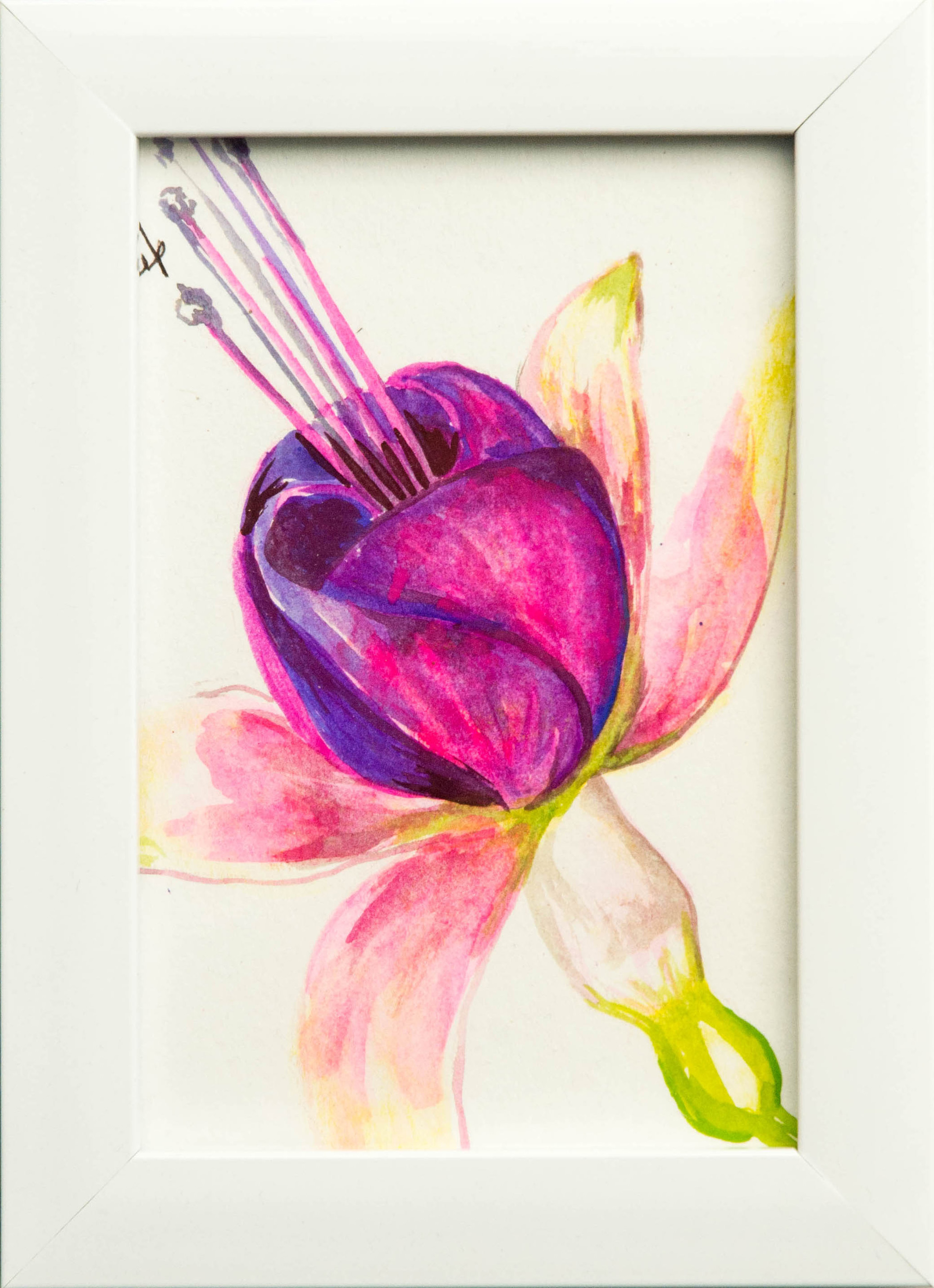 Fucsia-Acuarela sobre papel