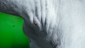 Antikörper gegen Zeckenbisse