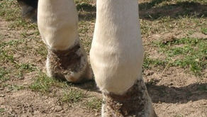 Vergleich Sekretom versus extrazelluläre Vesikel