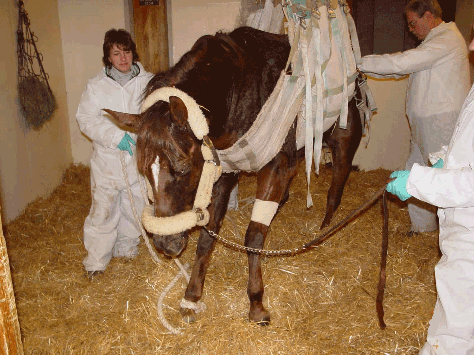 Langzeitstudie zu EHV-1