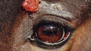 Diagnose Tumor - was nun?
