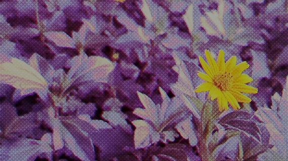 Projeto Arnica Banner