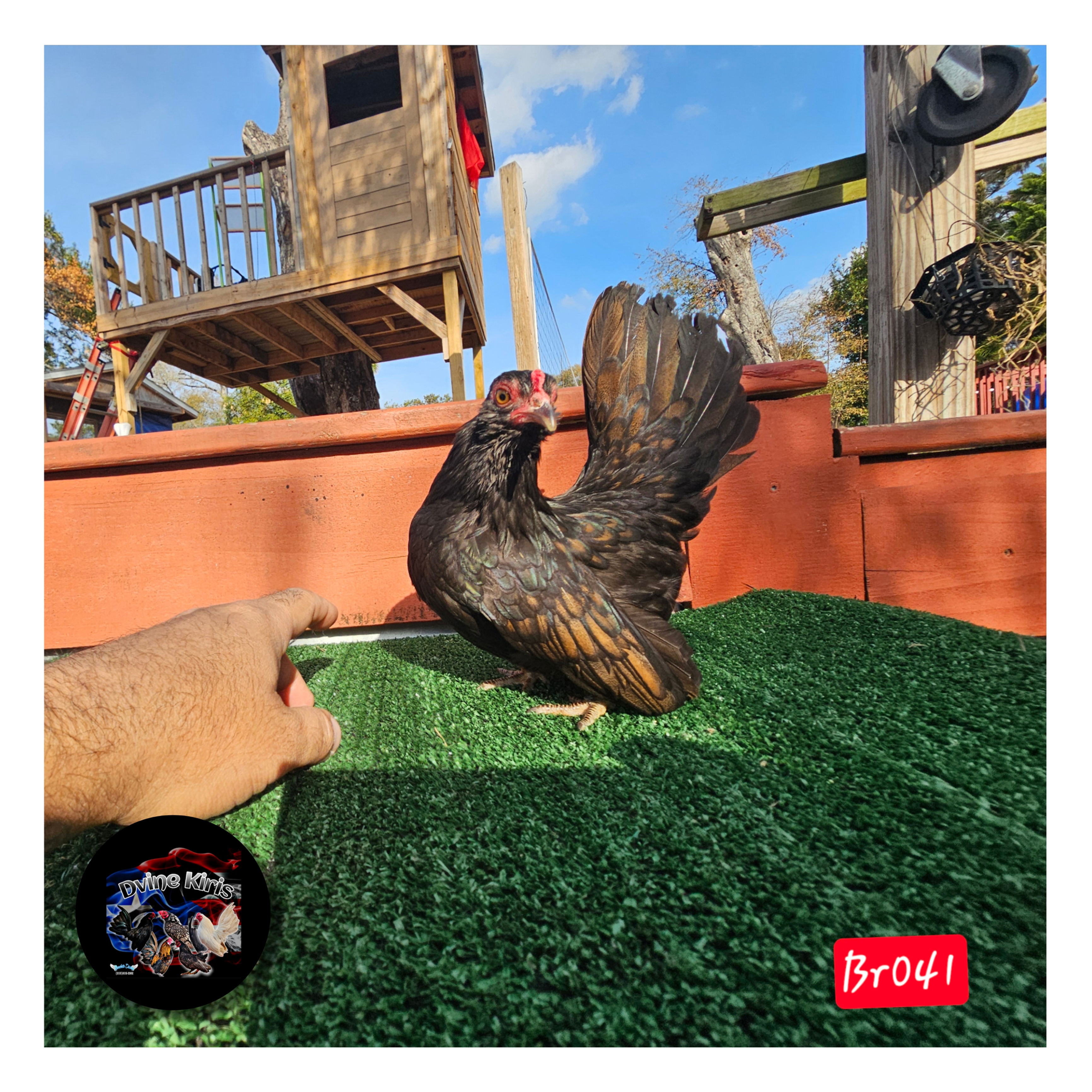 Dark chocolate Laced Pattern Pullet (muffed)