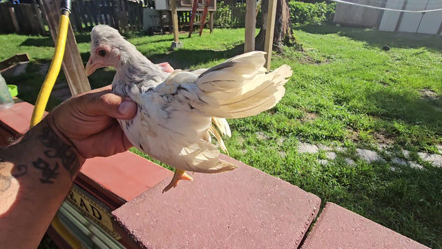 Thumbnail: Toppy Young Pullet 