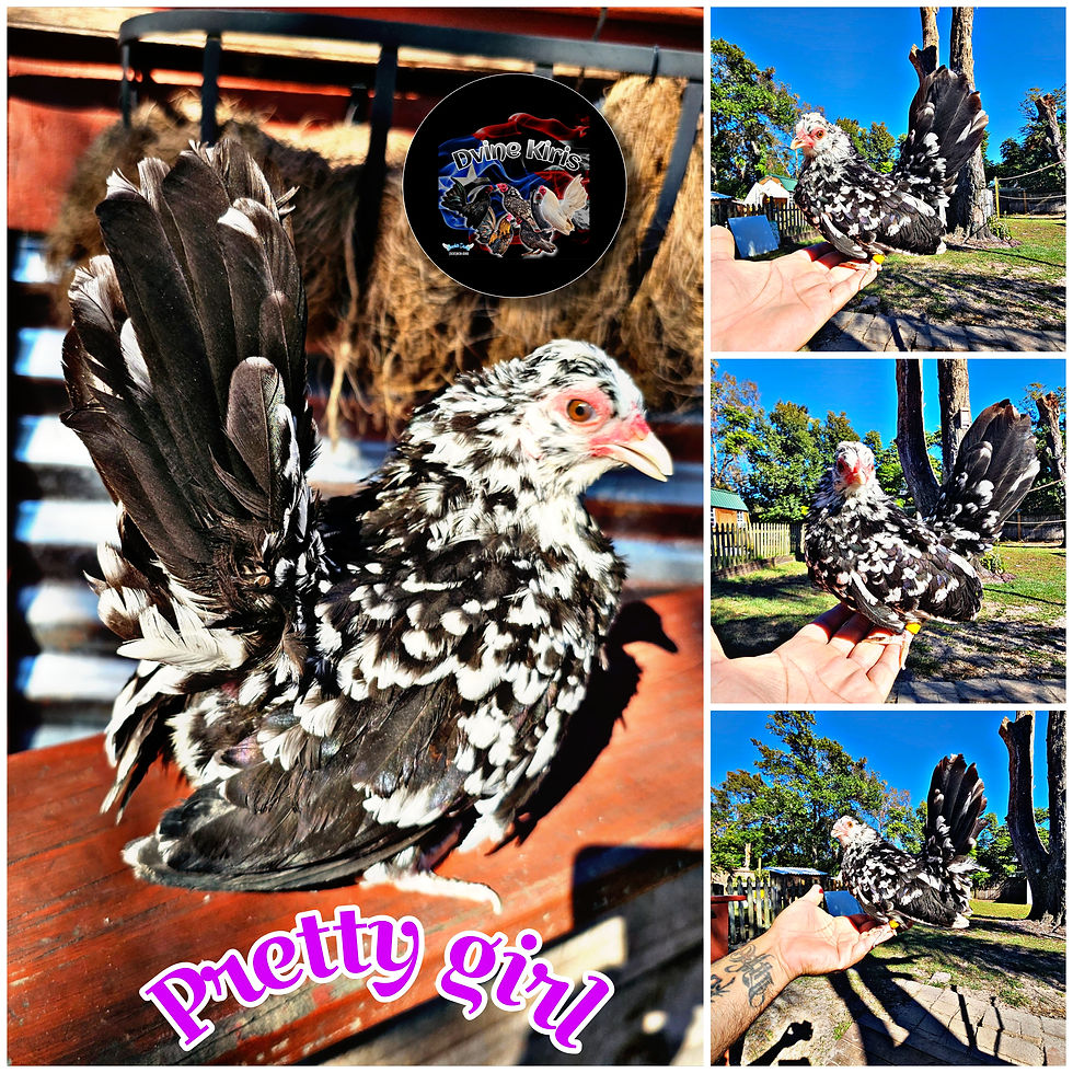 Thumbnail: PRETTY BOY SON PROVEN BREEDER