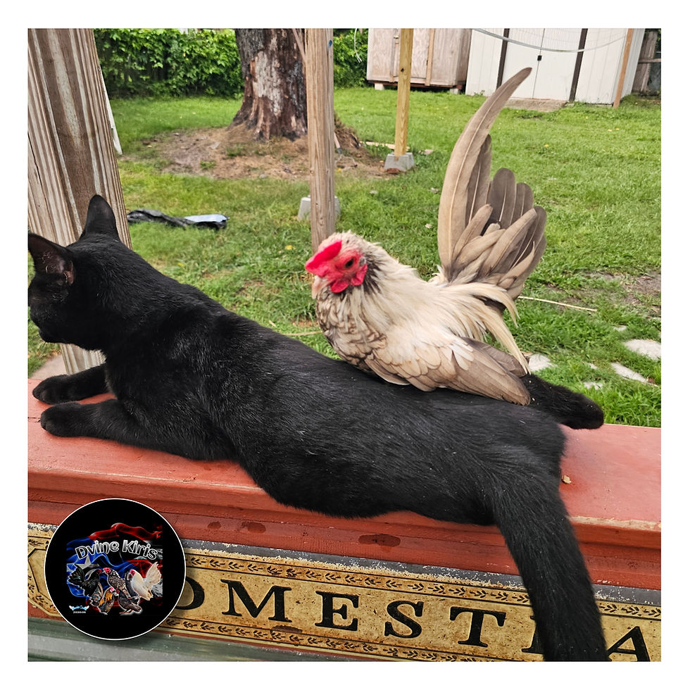 Thumbnail: Exclusive Pair Breeder Quality (Proven)