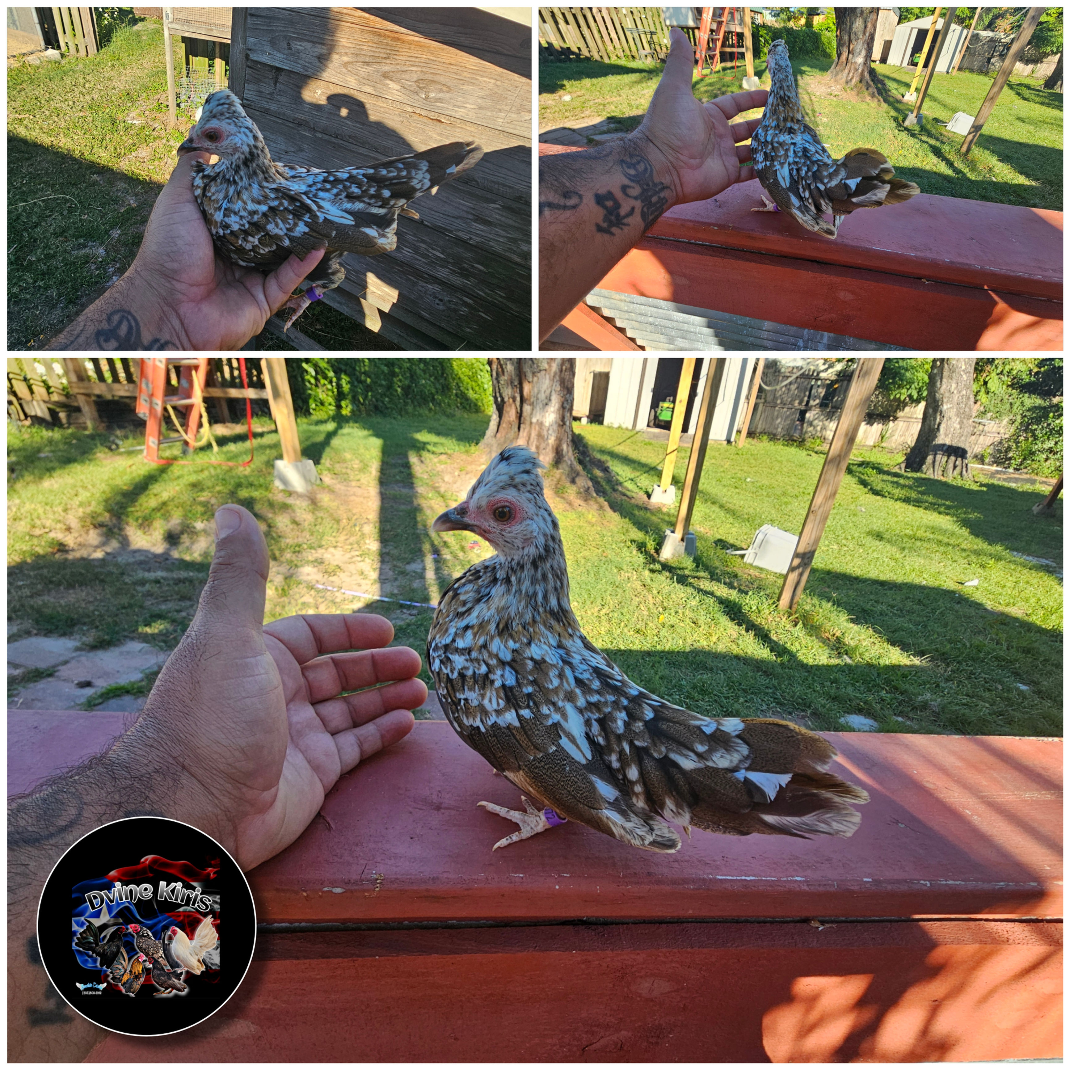 Toppy Multi Colored Pullet (small bone)