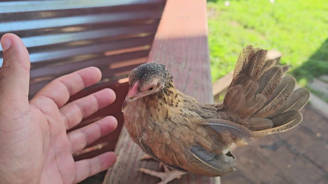 Thumbnail: Young Pullet