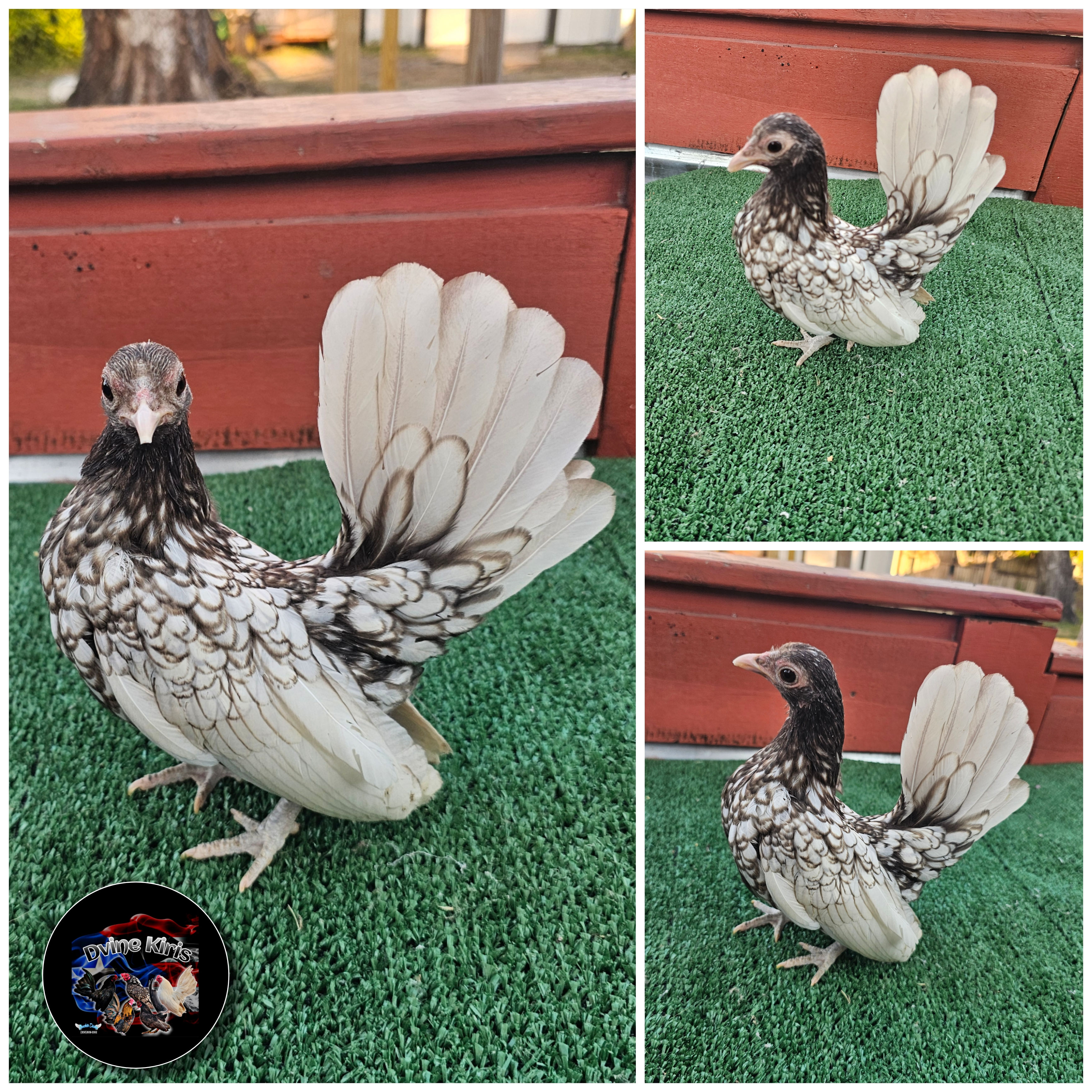 Young Silver Laced Pullet