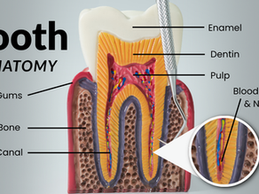 Tooth anatomy displaying the layers of a tooth