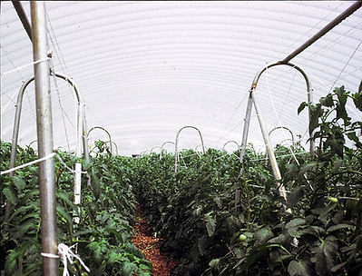 greenhouse-staked-plants-daylight.jpg