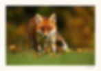 Autumn Fox