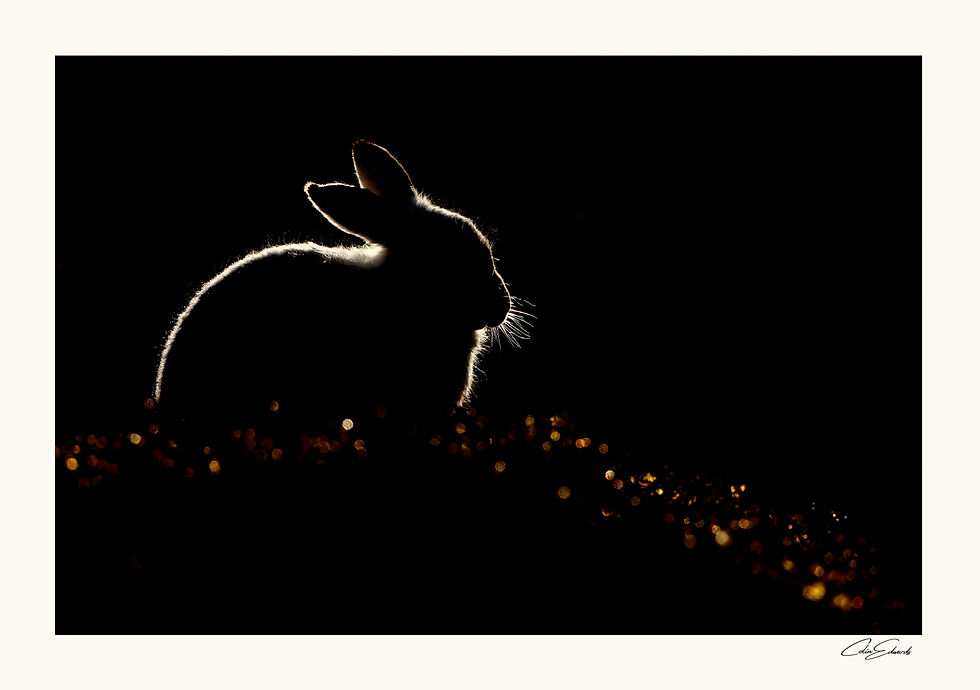 Mountain Hare