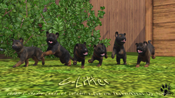 Litter C Puppies