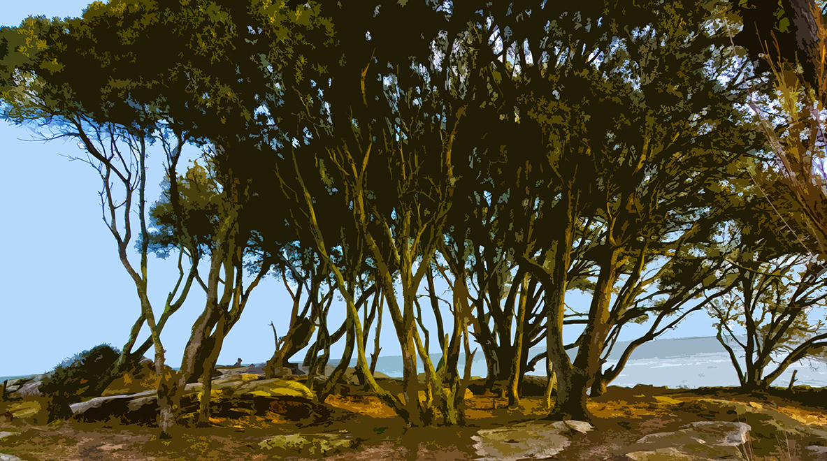 Arbres - 2 - Plage des Dames