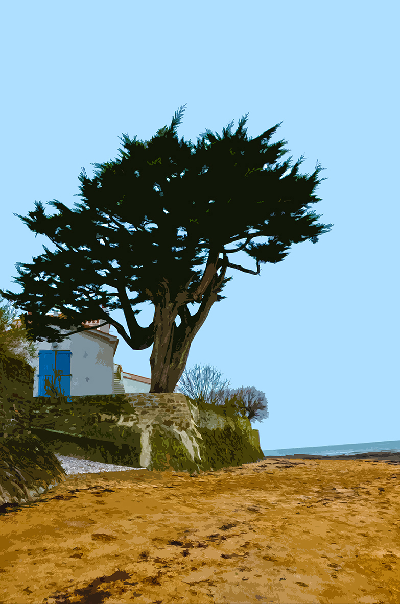 Arbre sur la plage – 4