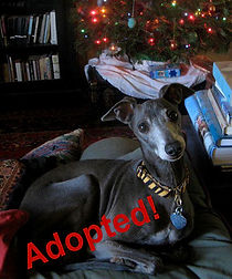 indy_adopted - Copy.jpg