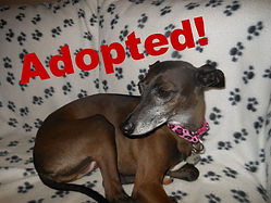jazz_adopted - Copy.jpg