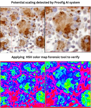 Microscopy image analyzed by Proofig AI's advanced forensics tools; before and after applying HSV color map to detect potential scaling, supporting scientific integrity.