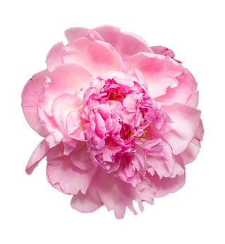 Big pink peony
