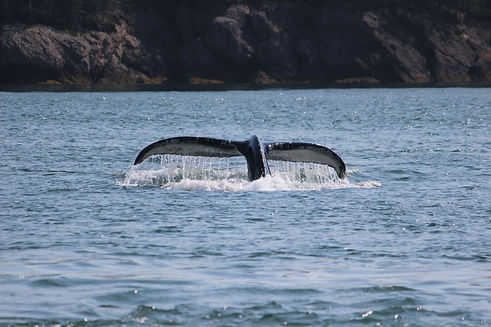 full-tide whale image.jpg