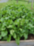 image (27).png