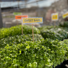 Trays of sweet basil plants with a sign indicating the herb variety at a garden center.