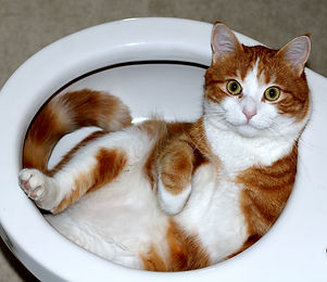 Cat_lying_in_a_toilet_bowl.jpg
