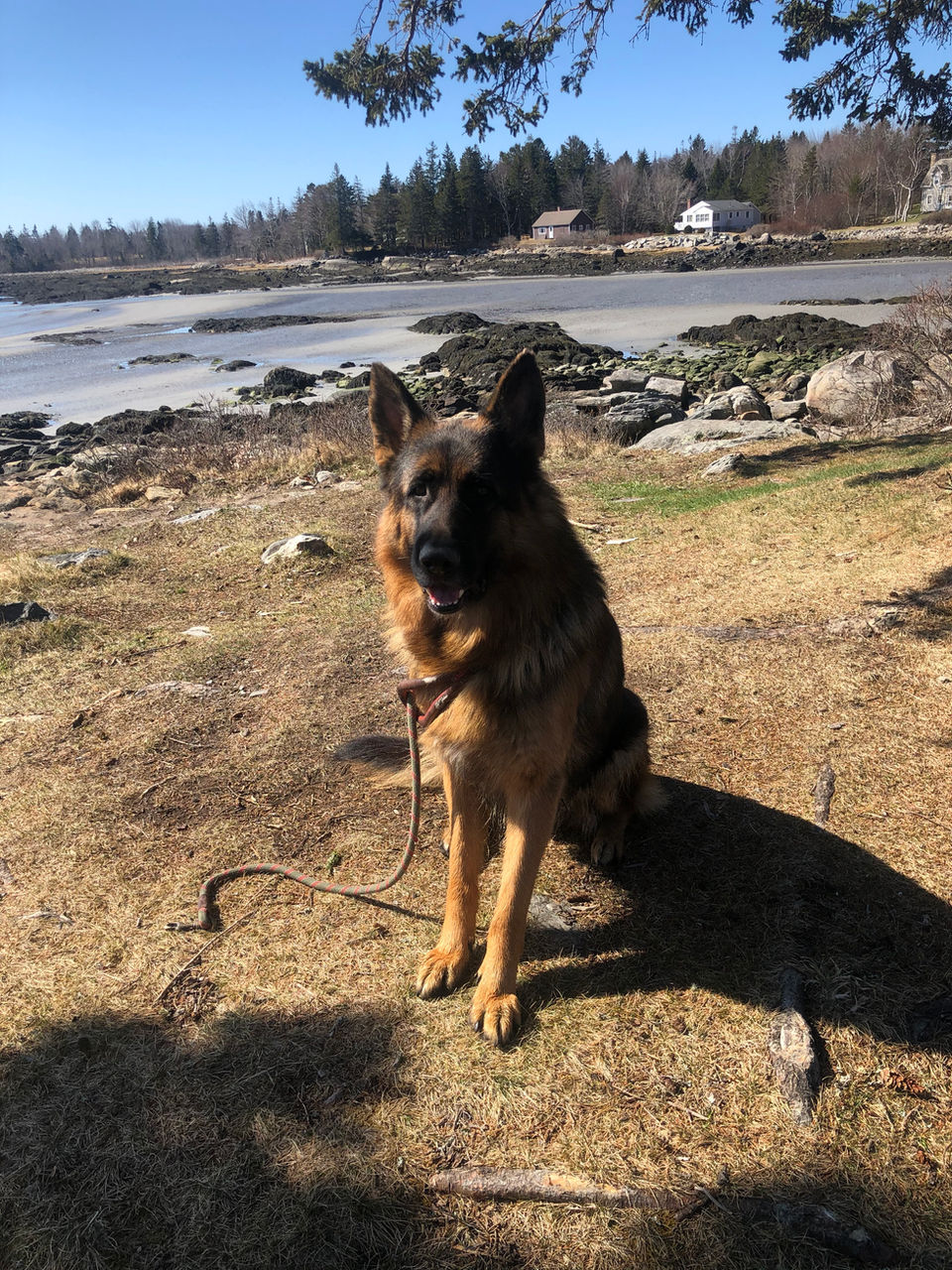 Meer Küste German Shepherds  New Hampshire