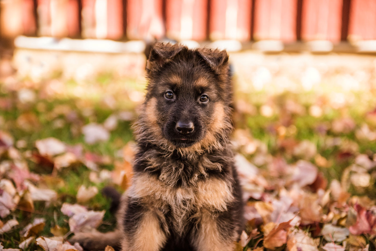 GSD Puppy
Meer Küste German Shepherds